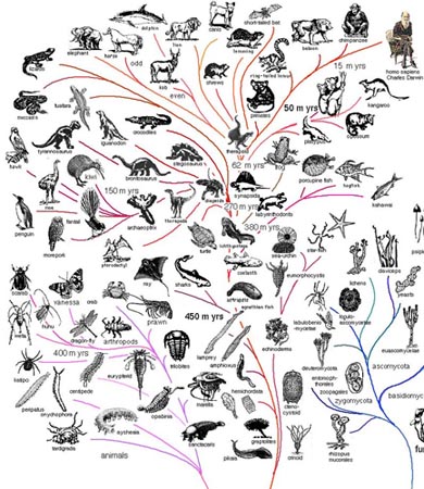 Animals Evolution