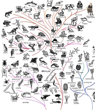 La evolución da lugar a un árbol, no a una piramide.